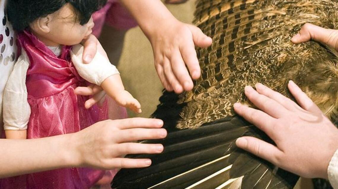Concord summer reading program brings raptors to libraries