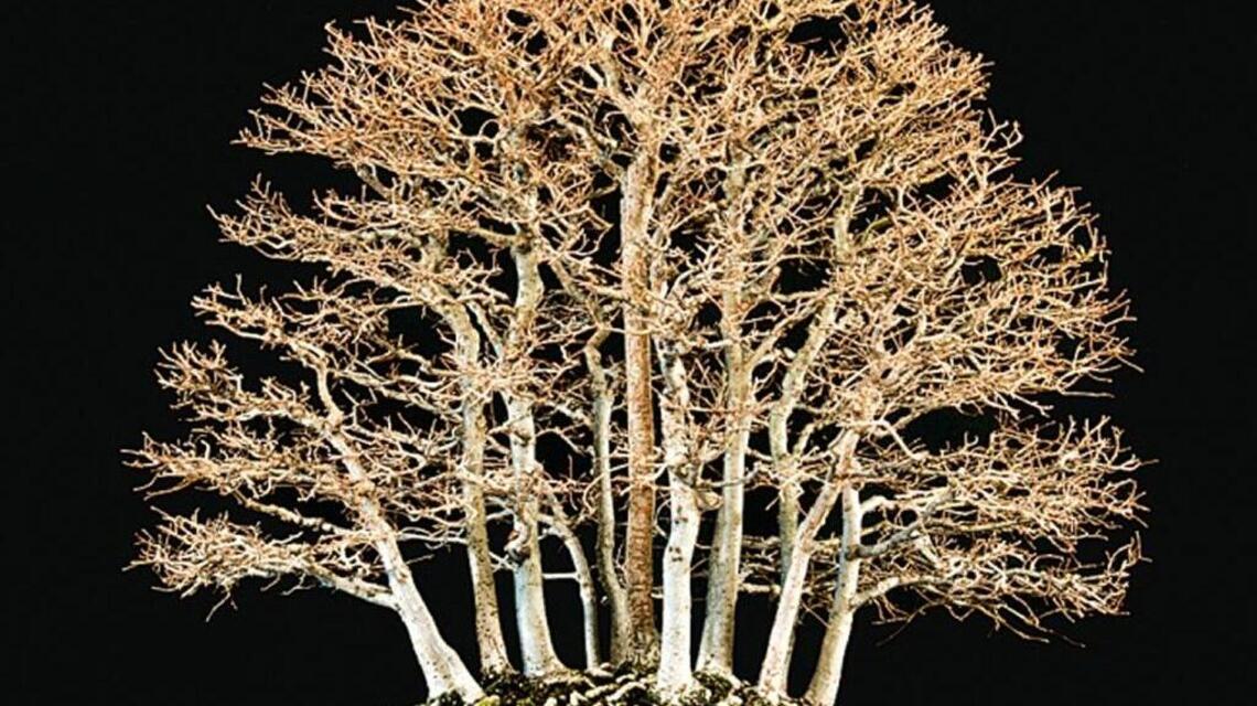 Bonsai show bares all for winter
