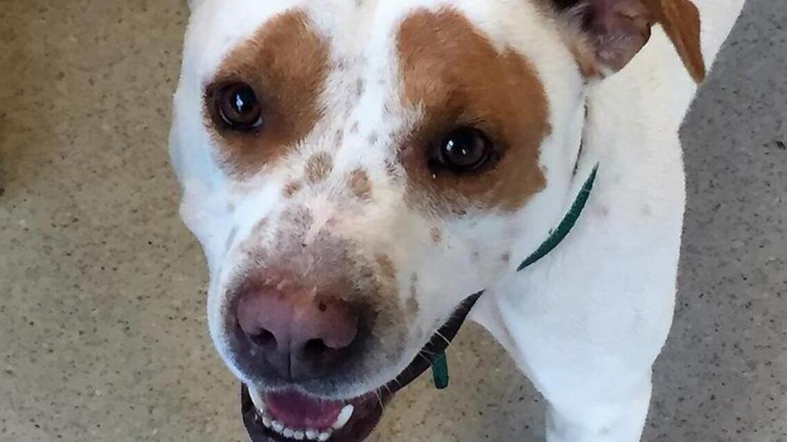 Adopt a pet: Come see me, please, and take me home
