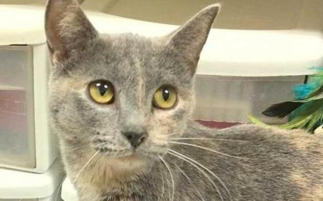Adopt a pet: Come see me, please, and take me home Jan. 10, 2017