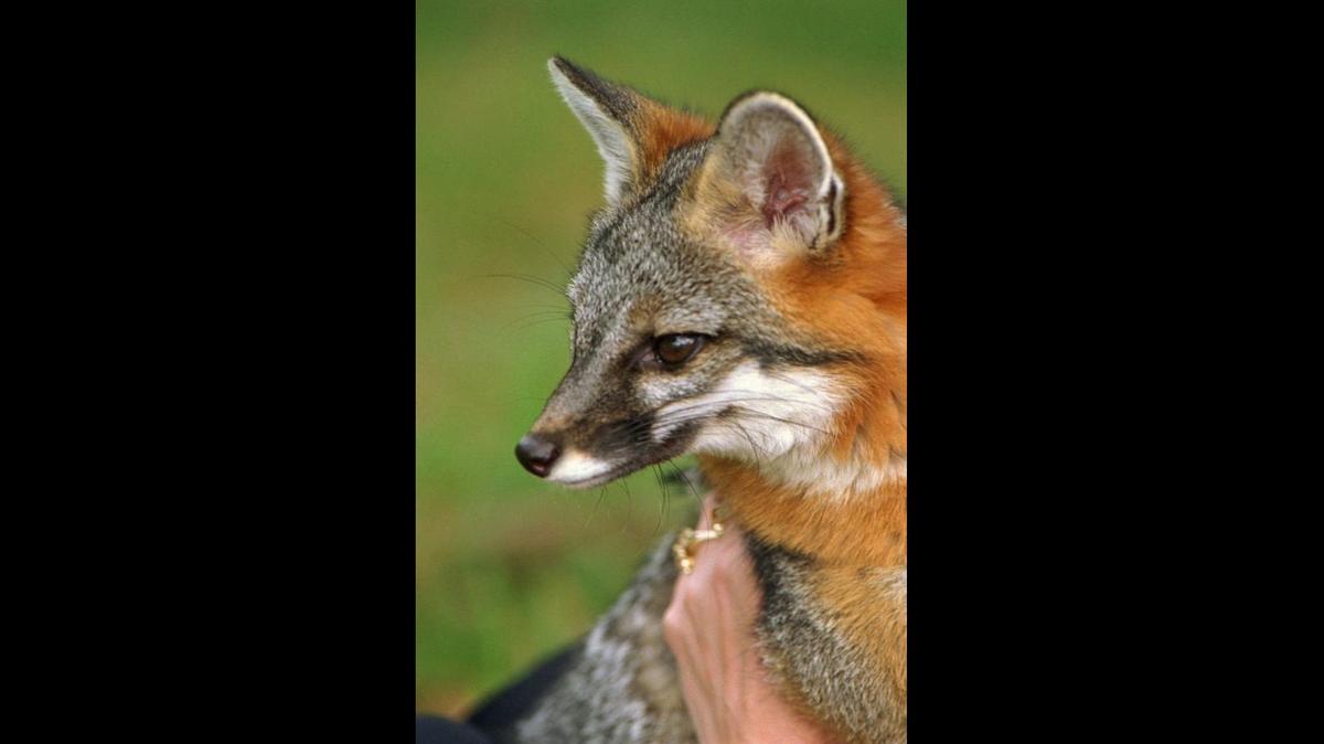 An alert was sent to some Huntersville residents after a person and two dogs were exposed to a rabid fox.