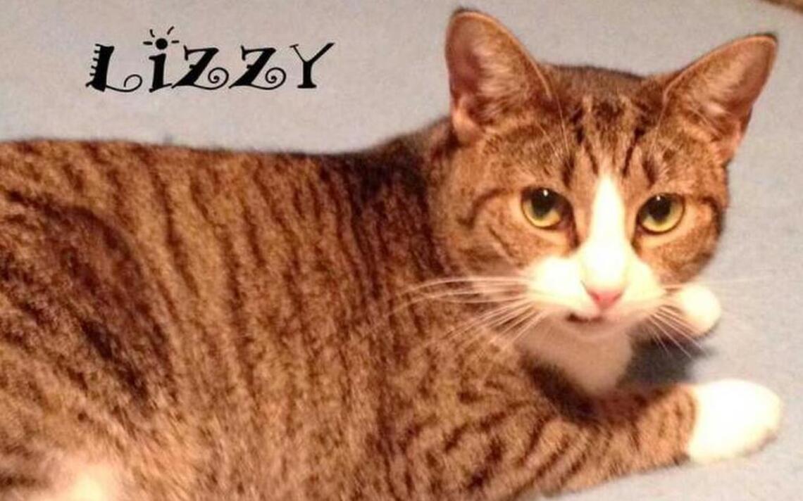 Adopt a pet, Jan. 16, 2017: Come see me, please, and take me home