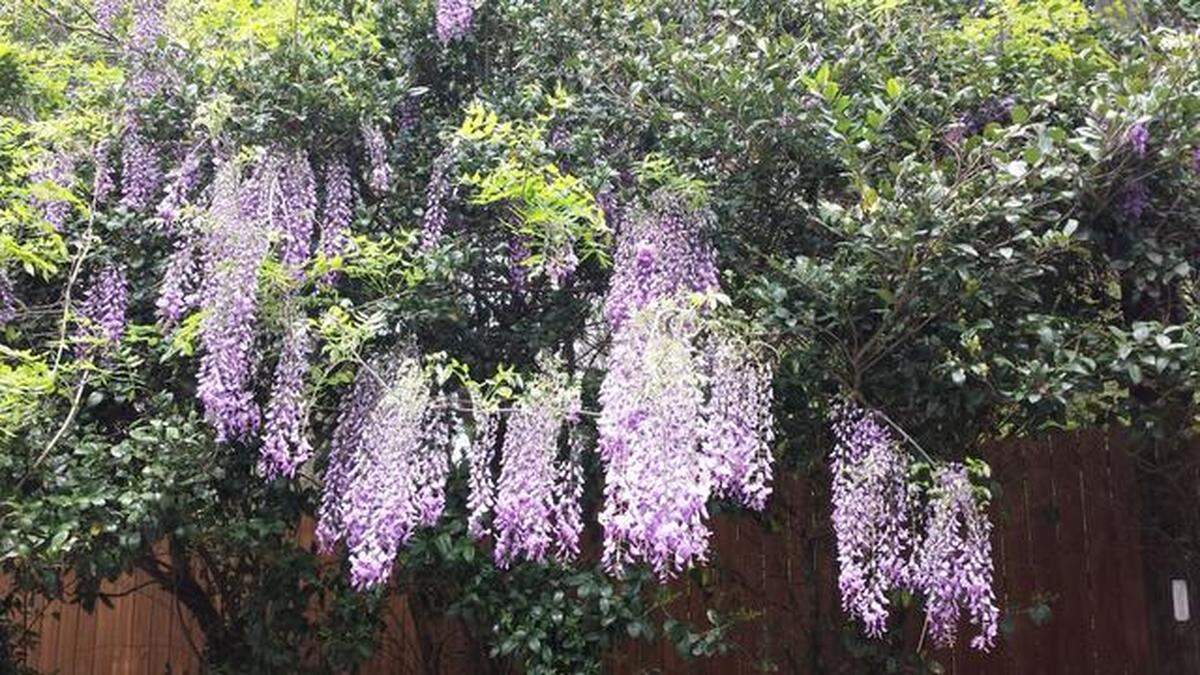 Wisteria, though beautiful, are invasive to our area. Wisteria plants are some of many invasive pollinators to avoid planting to pollinate your garden, said NC State Extension’s Danesha Seth Carley.