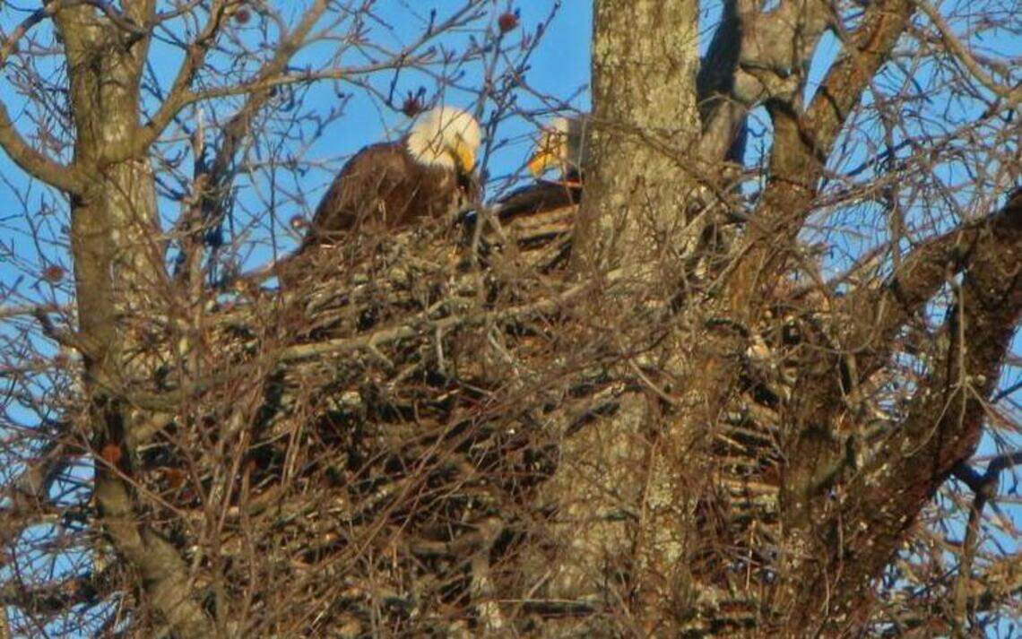 The eagles on this golf course are for real