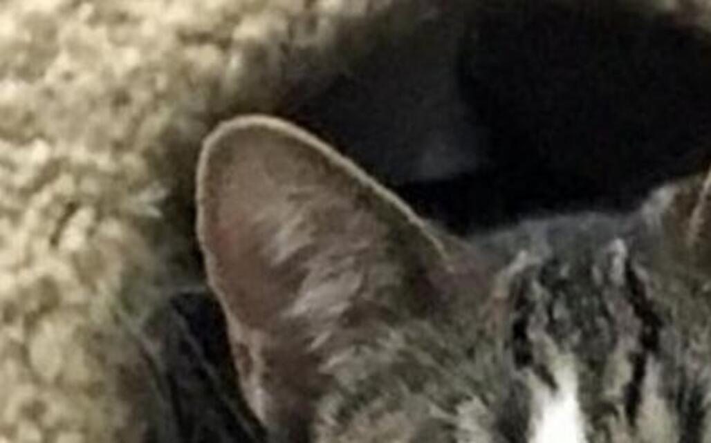Adopt a pet, Dec. 13, 2016: Come see me, please, and take me home