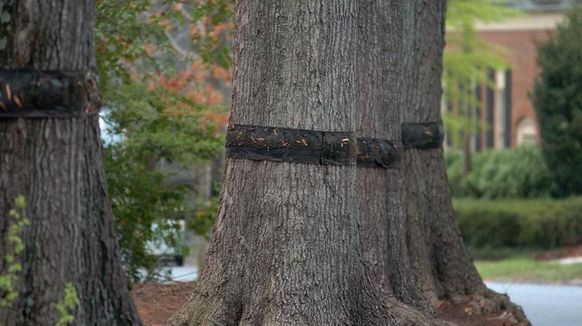 Tanglefoot shortage gums up Charlotte's cankerworm fight