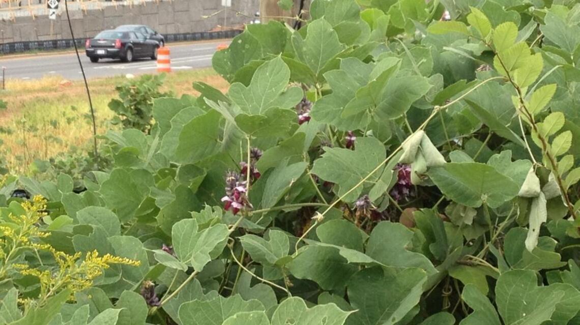 Kudzu on the menu gets mixed results