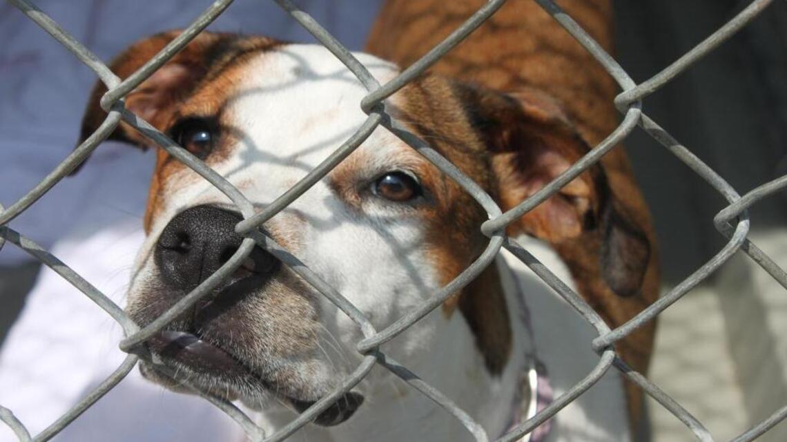 Charlotte’s largest-ever pet adoption event Sept. 18-20