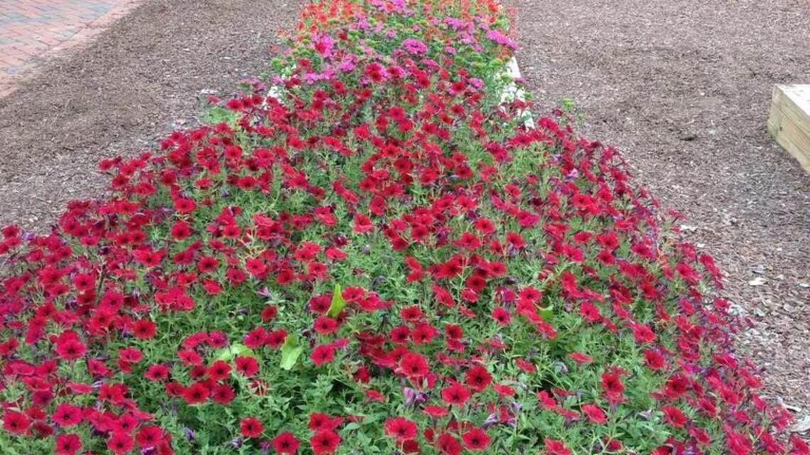 Area gardens help test plants for Organic Gardening Magazine