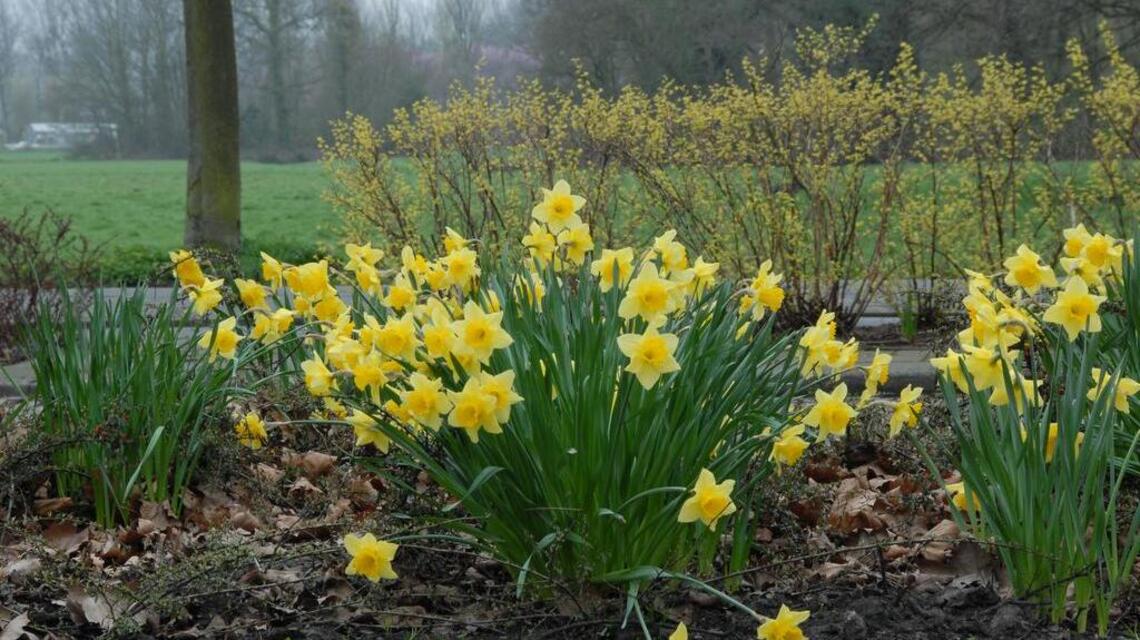 Gardening: Critters eating your bulbs? Try daffodils