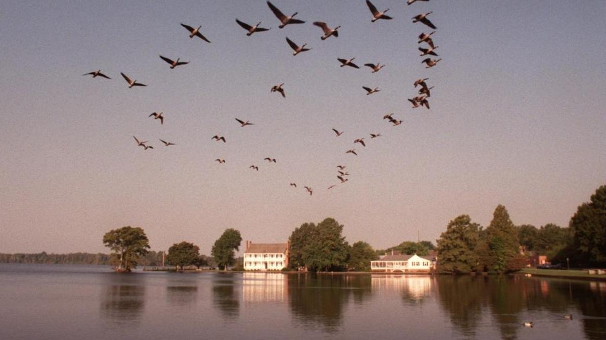 Geese flying over the Albemarle Sound where a murder mystery is brewing.