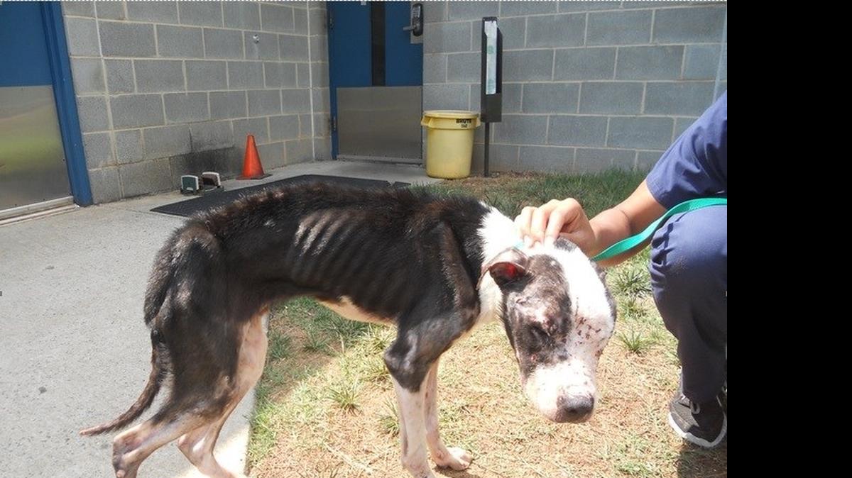 
This malnourished pit bull, since named Echo, was found lying in the middle of a Matthews road with injuries consistent with long-term dog fighting, police said.
