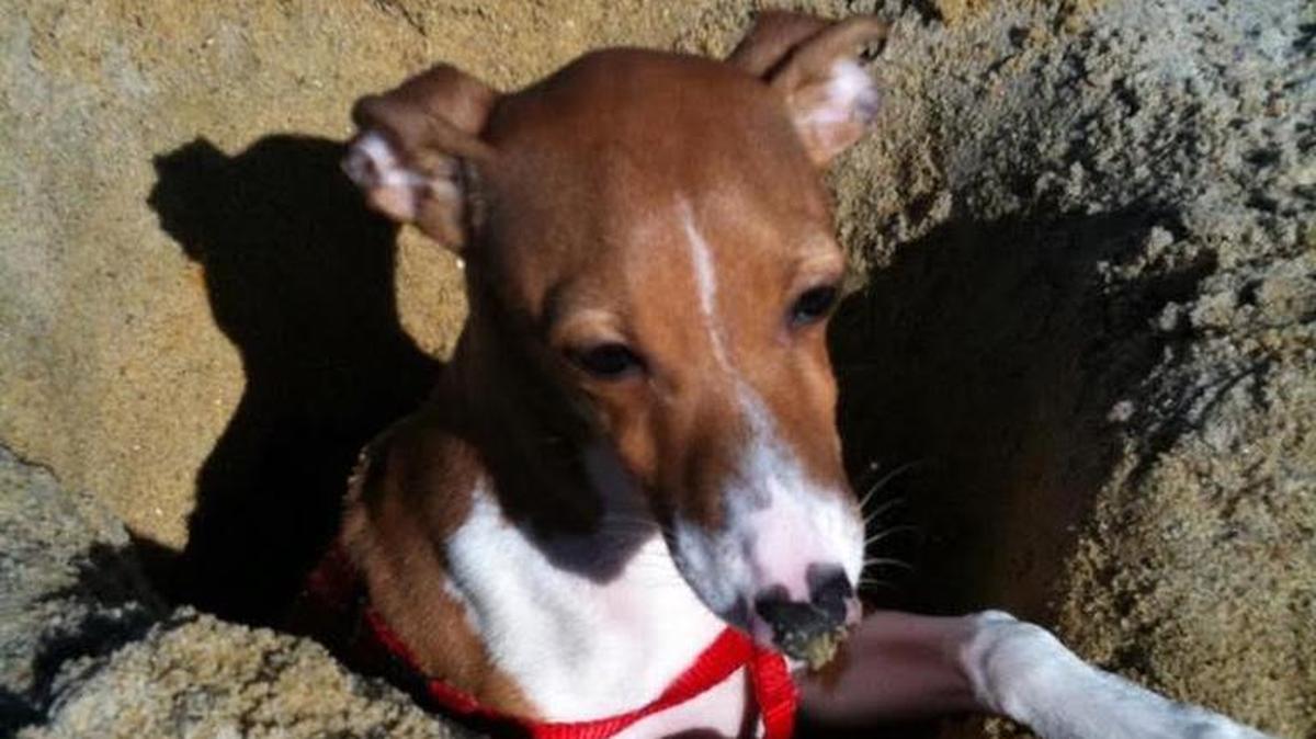 Bemis, an Italian greyhound, will be reunited with his owner on Saturday, seven years after he disappeared.