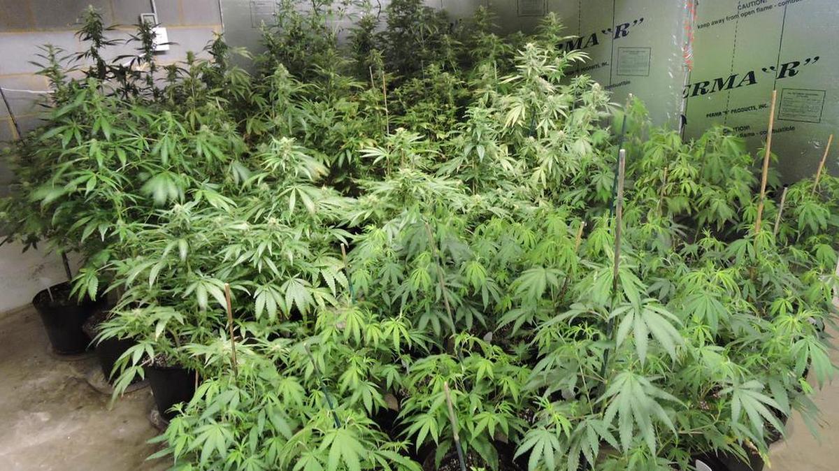 Authorities on Friday seized 210 marijuana plants and arrested two men at a house in the 200 block of Brumley Road, off N.C. 152 in Mooresville.