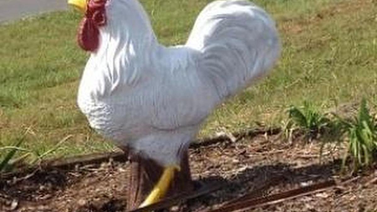 This half-ton concrete chicken vanished over the weekend.