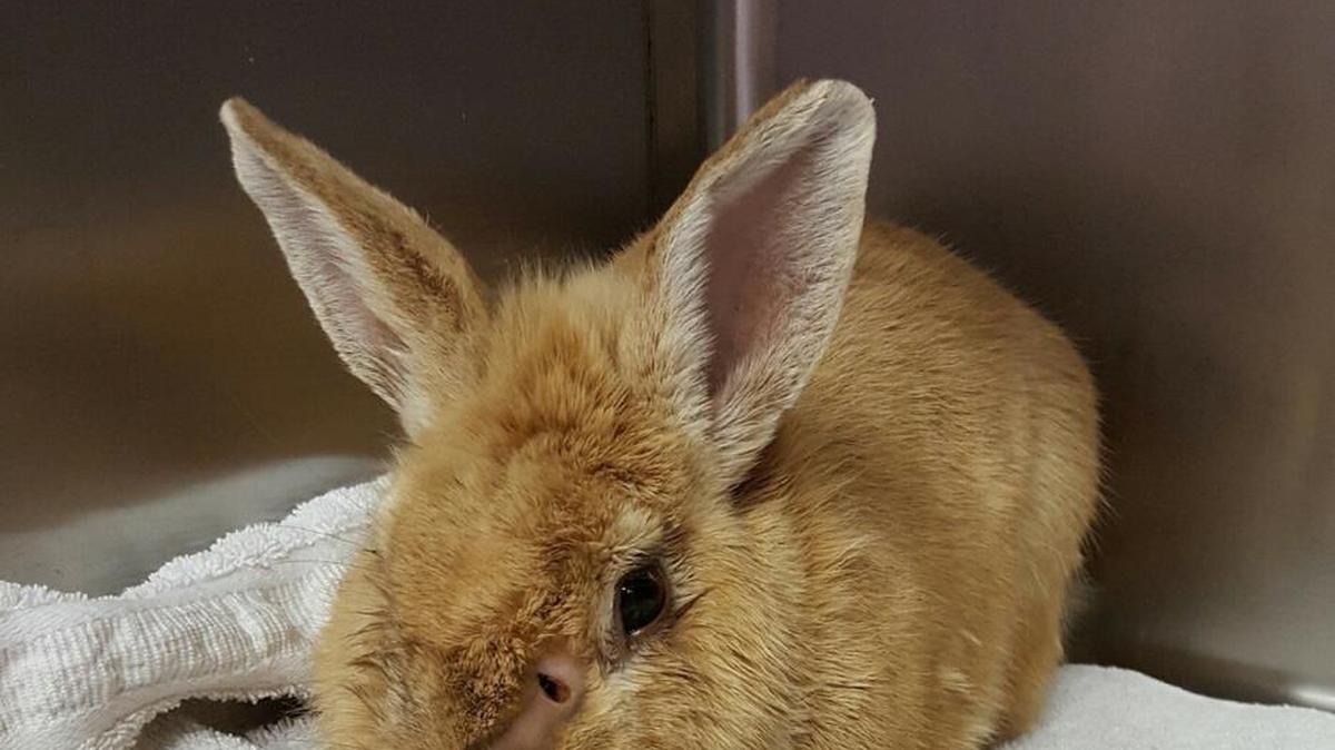 This rabbit was treated at Monroe Road Animal Hospital in Charlotte after it was shot in the face with a dart.