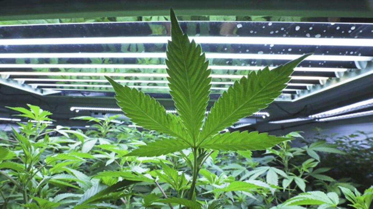 Two North Carolina men are among seven masked suspects accused of tying up and pistol-whipping homeowners in a California neighborhood in search of pot, authorities said.