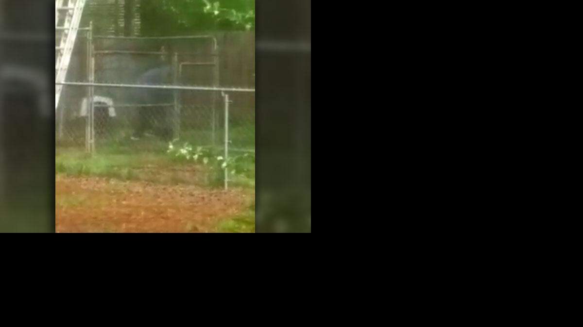 
Video of abuse of dogs at a home on Simmons Street in Charlotte was posted on Facebook Tuesday evening. 
