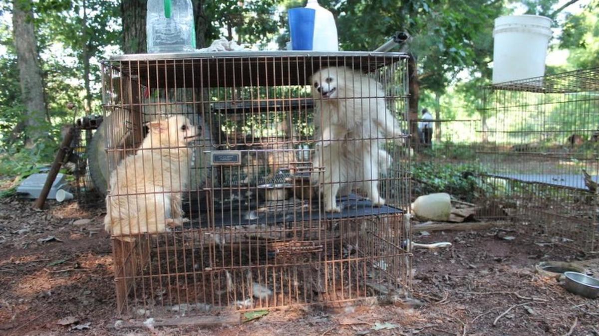 Thirty-five dogs were rescued on Wednesday from an Iredell County breeder.