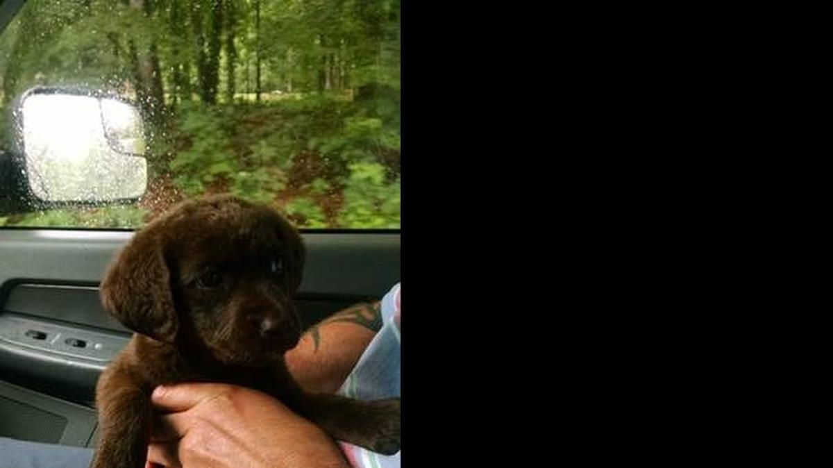 
Rowan County sheriff’s investigators returned this stolen puppy to Rowan Animal Control.
