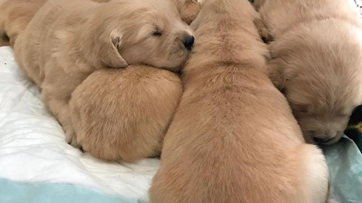 Several 3-week-old Golden Retriever puppies were stolen from a Union County home this week
