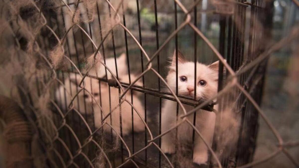The Cabarrus County Sheriff’s Office and the Humane Society of the United States rescued nearly 130 animals from a suspected puppy mill in September.