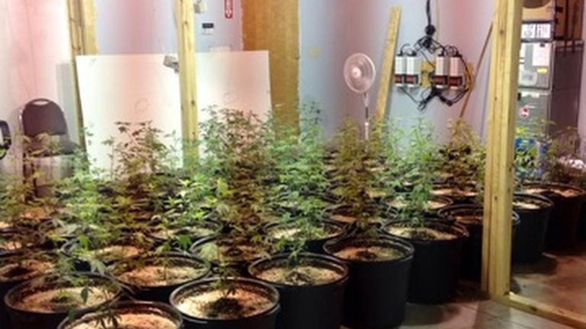 Caldwell County sheriff’s investigators arrested a Hickory man after finding a marijuana growing operation in a Hudson warehouse.