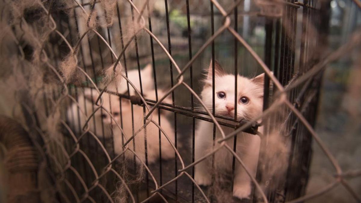 The Cabarrus County Sheriff’s Office and the Humane Society of the United States rescued nearly 130 animals from a suspected puppy mill Monday, according to Cabarrus County officials.