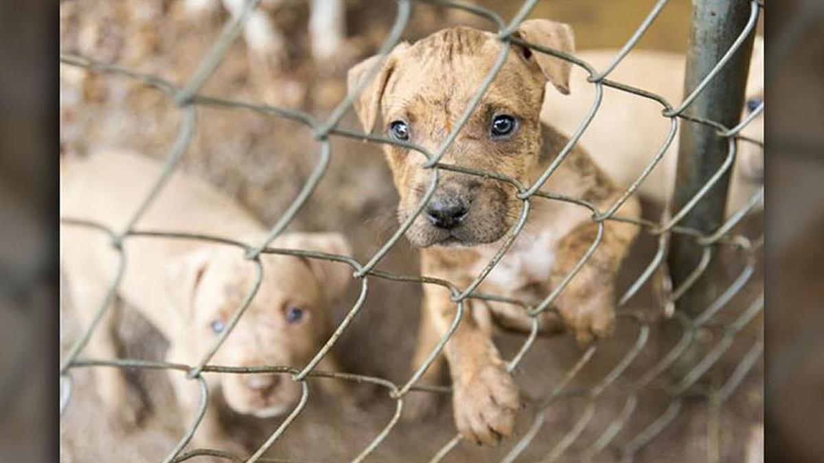 
Police say 23 dogs were rescued from a property in Huntersville Tuesday. Investigators believe the dogs were part of a dog-fighting operation. 
