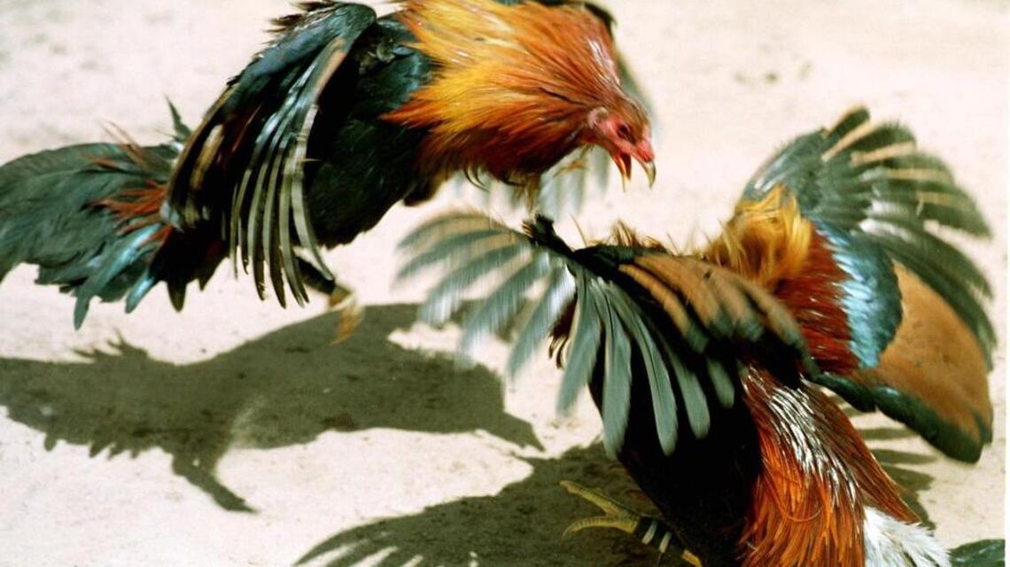 Here’s one more reason to secure the border: Smuggling drives cockfighting trade | Opinion