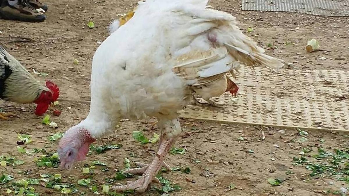 
Rocky the turkey
