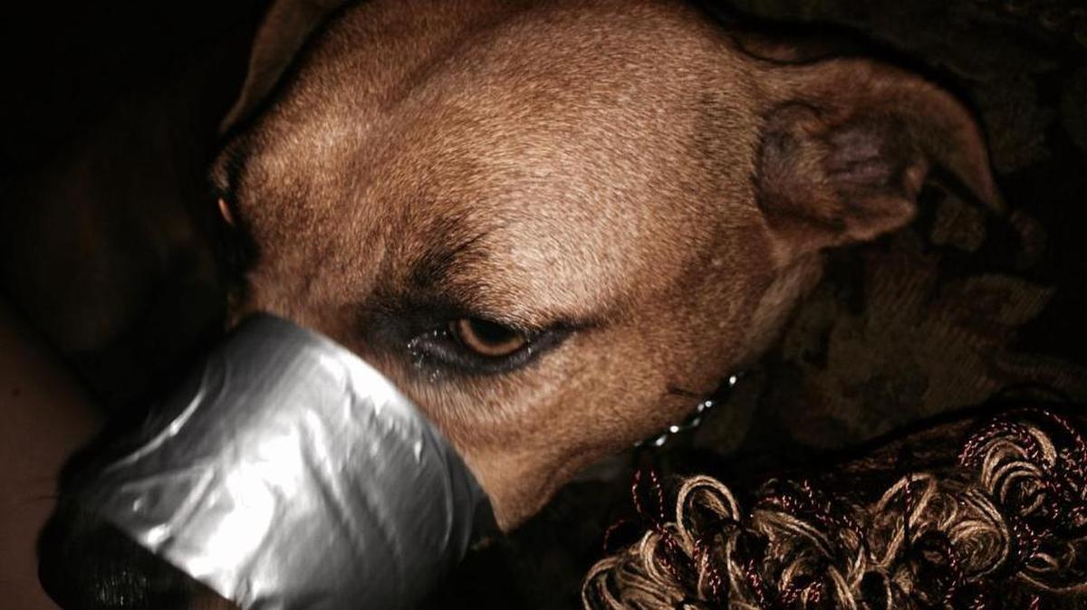 
A Rowan County woman was jailed on an animal cruelty charge Wednesday after she posted pictures on Facebook showing her dog’s mouth sealed with duct tape.
