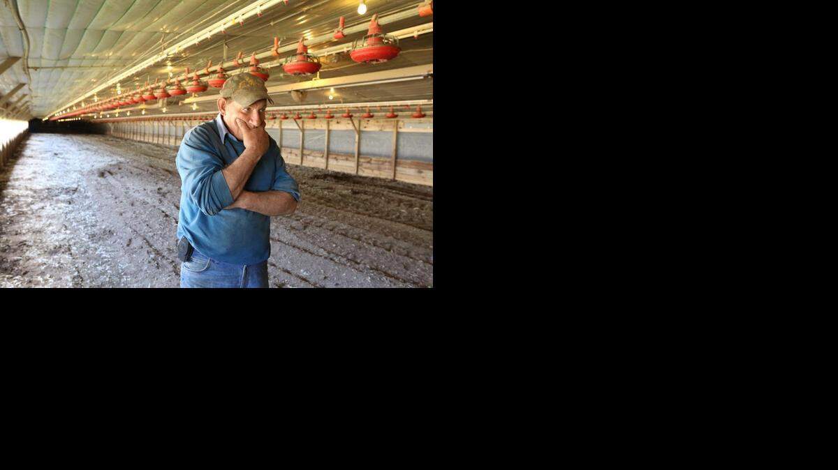 
A farm worker stands in a chicken house that would normally be filled with hundreds of chickens.
