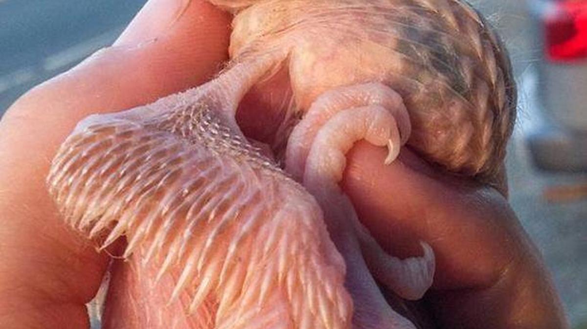 
This baby pigeon seized from an east Charlotte apartment is blind and has no feathers
