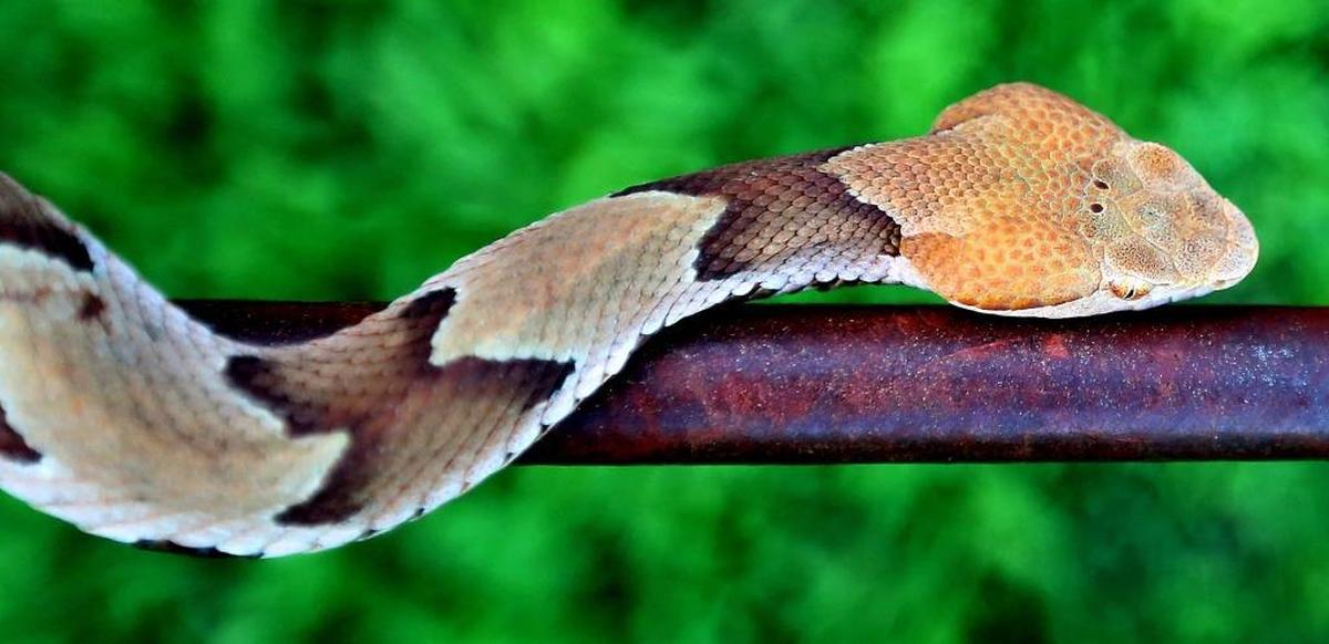 Copperheads are found throughout North Carolina.