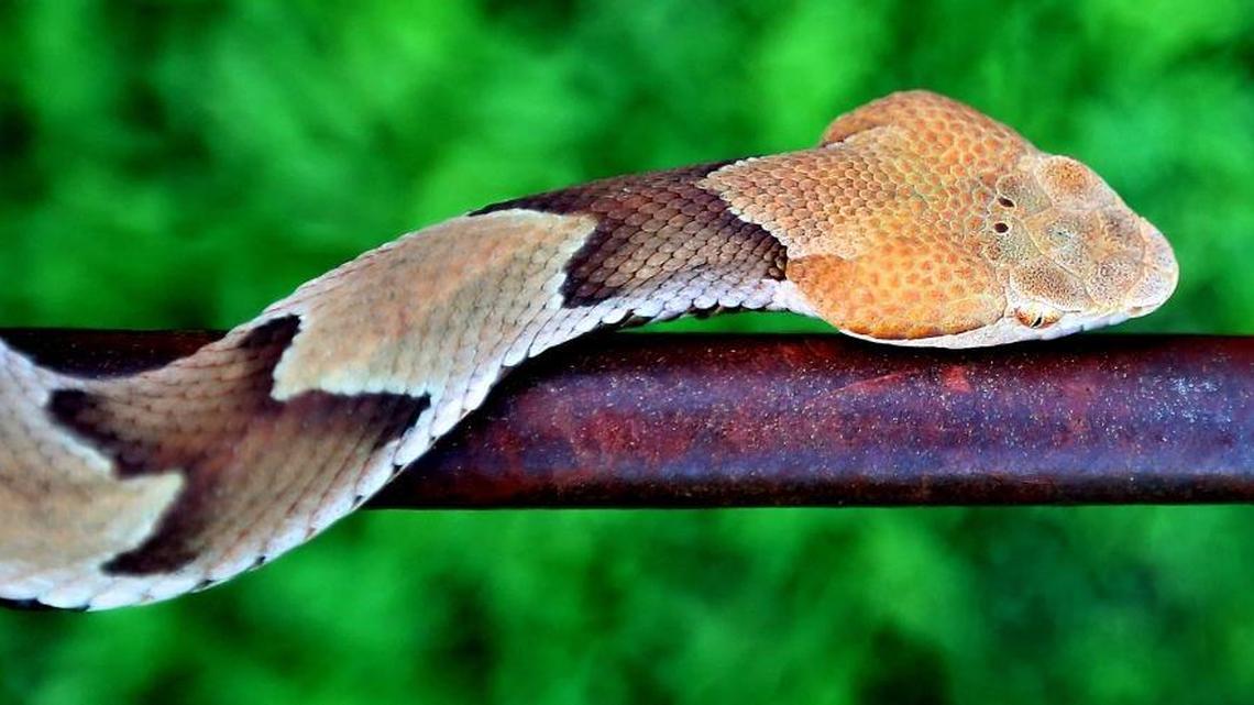 Can you keep copperheads away from your home? NC experts share tips to stay safe