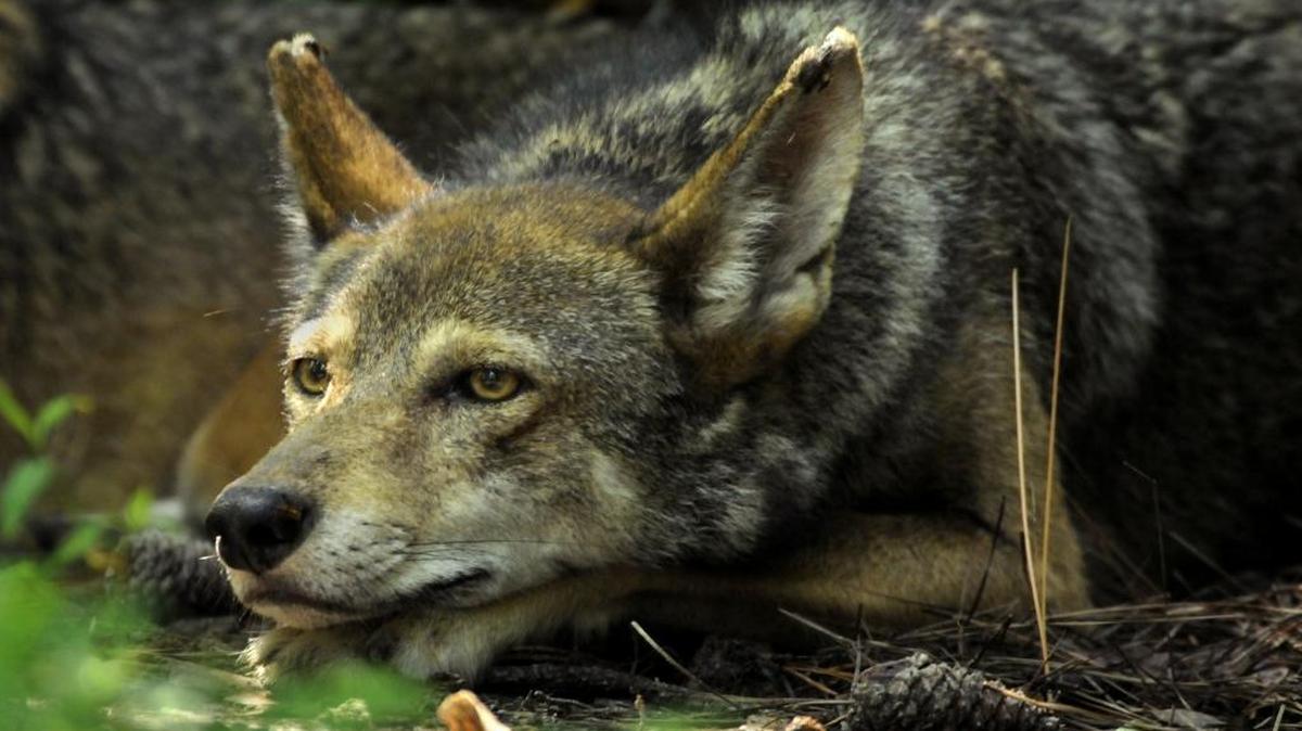 One of a pair of red wolves lies in a 50ft. x 50ft. fenced enclosure in the Alligator River National Wildlife Refuge. Some of the rarest animals on earth roam 1.7 million acres of bug-infested wilderness at NC's Alligator River National Wildlife Refuge. And despite the red wolves' nearly 25 years there, people who shoot and poison them are still the pack's biggest enemies.