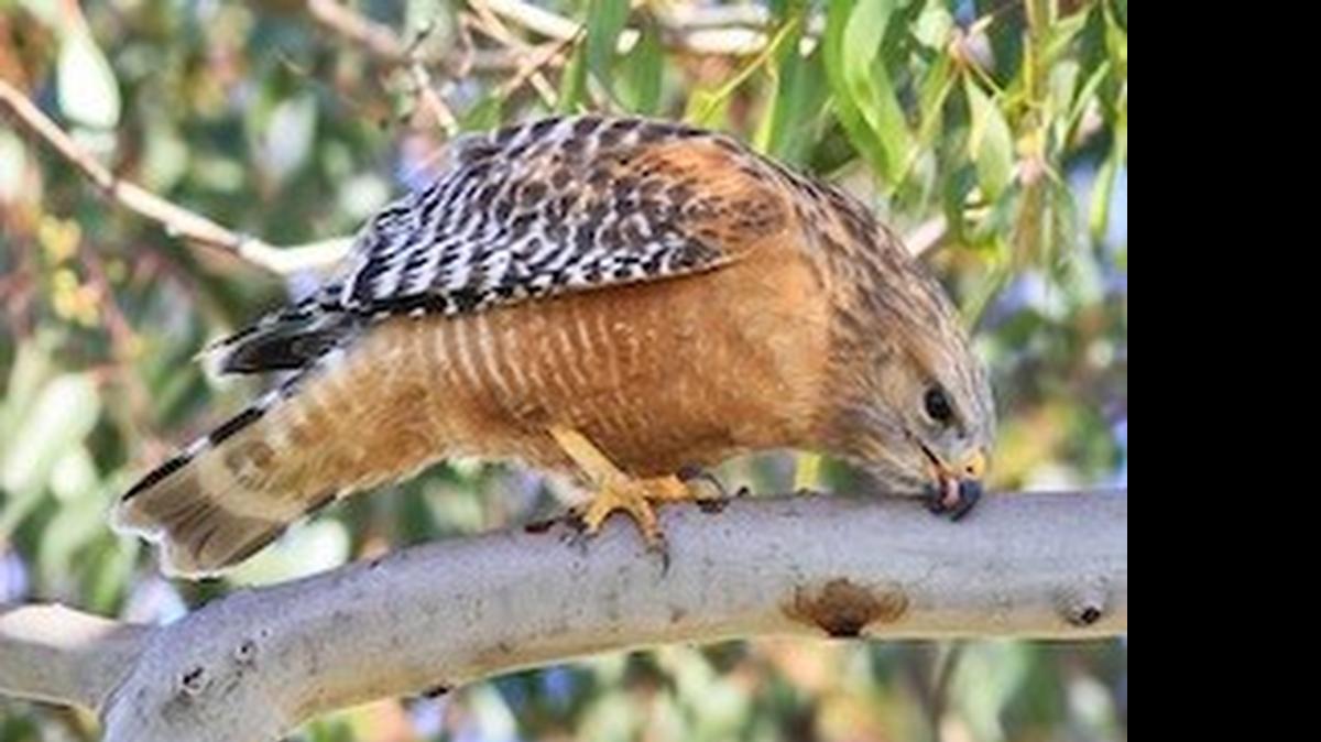 
Red-shouldered hawk
