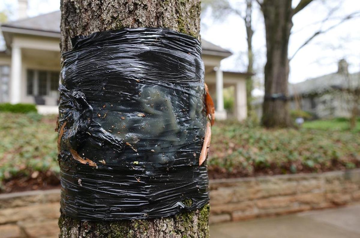 In this 2015 photo, cankerworms climb an oak tree in Charlotte’s Edgehill Park