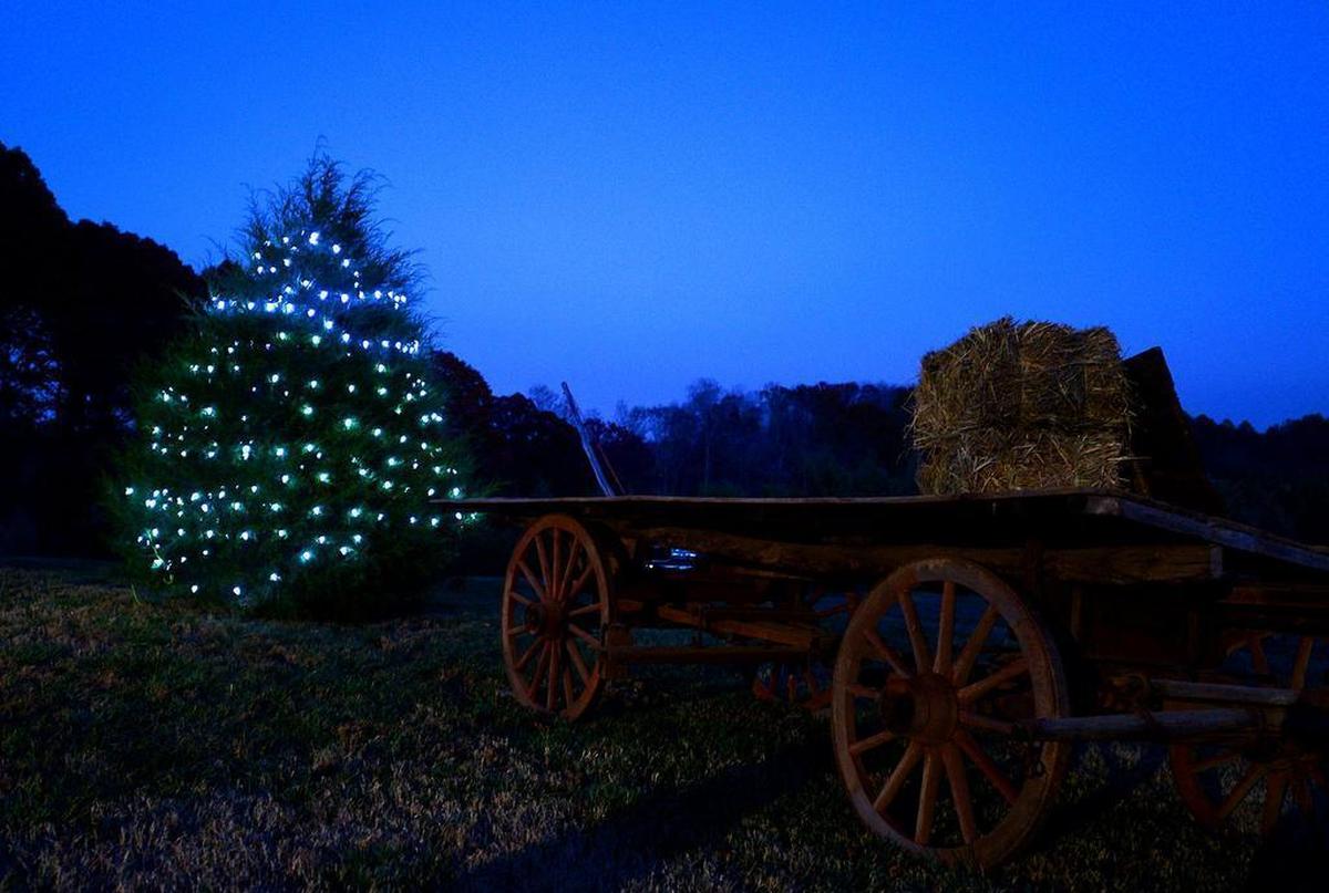 On a crisp evening as darkness falls, an old wagon and lit Christmas tree welcome visitors to Stowe Dairy Farms in Gastonia on Monday, Nov. 21, 2016.