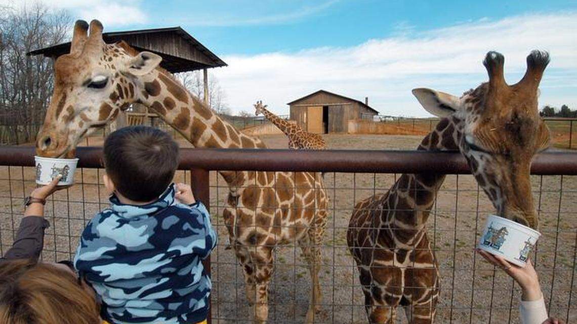 Preschoolers from Woodhill Elementary in Gastonia feed giraffes at Lazy 5 Animal Ranch near Mooresville during a March 2008 visit. The popular attraction agreed in March 2019 to pay a $20,000 fine to resolve a 2018 federal complaint over animal care. Lazy 5 admitted no wrongdoing and agreed to pay the fine only to avoid a years-long federal hearing, owner Henry Hampton told The Charlotte Observer.