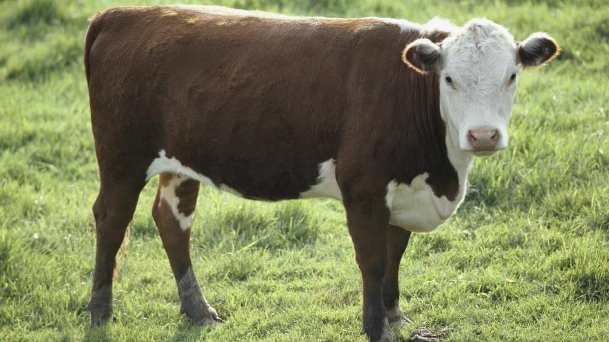 Five cases of rabies in livestock have been reported this year, and North Carolina’s state veterinarian says owners should consider vaccinating their animals.