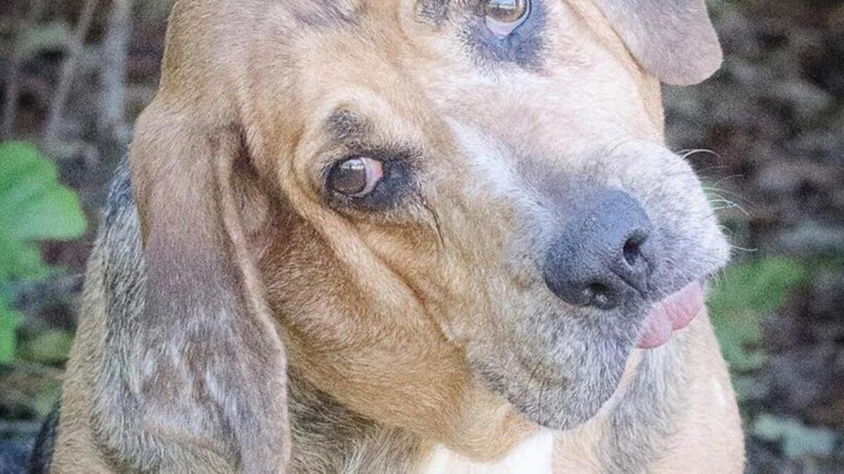 This dog is one of the 72 Hurricane Matthew “Palmetto Dogs” staying at kennels in Mooresville and Indian Trail.