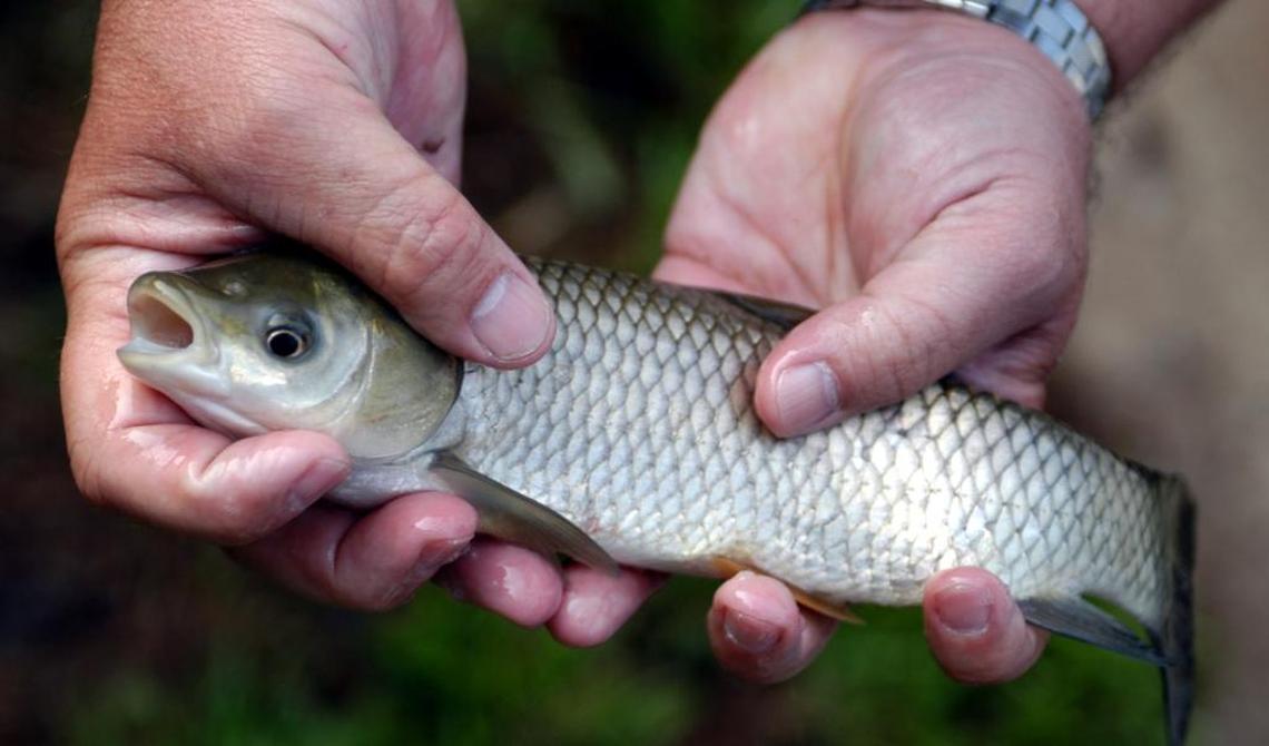The Lake Norman Marine Commission passed an ordinance in 2004 making possession of the sterile Asian grass carp illegal. If you catch one, you should release it immediately.