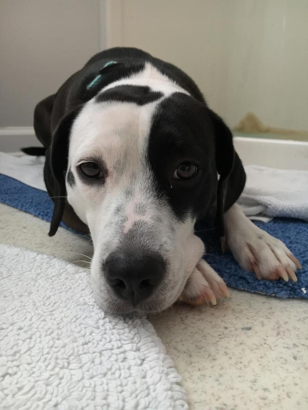 Carter, a pointer and dalmation mix, will live on campus with her owner, Sam Hanlon, a student at Pfeiffer University, in the new, pet-friendly residence hall.