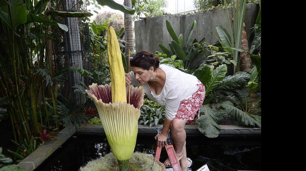 UNC Charlotte Botanical Gardens Interim Director Paula Gross collects pollen from the corpse flower at Daniel Stowe Botanical Garden on July 14,2015. Titan Arum or Corpse Flower, is near full bloom reaching over 4 feet tall with a strong odor of what has been described as rotting flesh. The Garden is extending viewing hours and will be open from 9 a.m. to 9 p.m. on Tuesday, July 14 and Wednesday, July 15.
