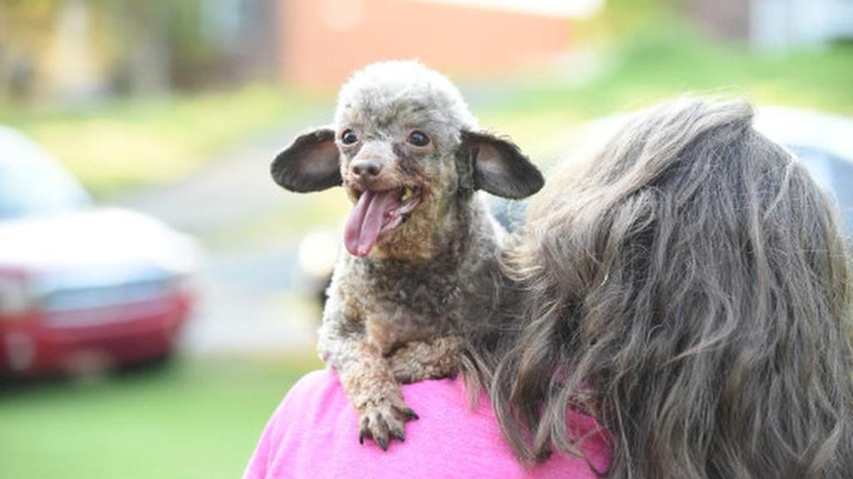 B.B., a purebred miniature poodle, was among nearly 130 animals rescued from a Cabarrus County puppy mill in September. She was selected to be the face of a day-long online fund-raising campaign on Monday to stop America’s puppy mills.