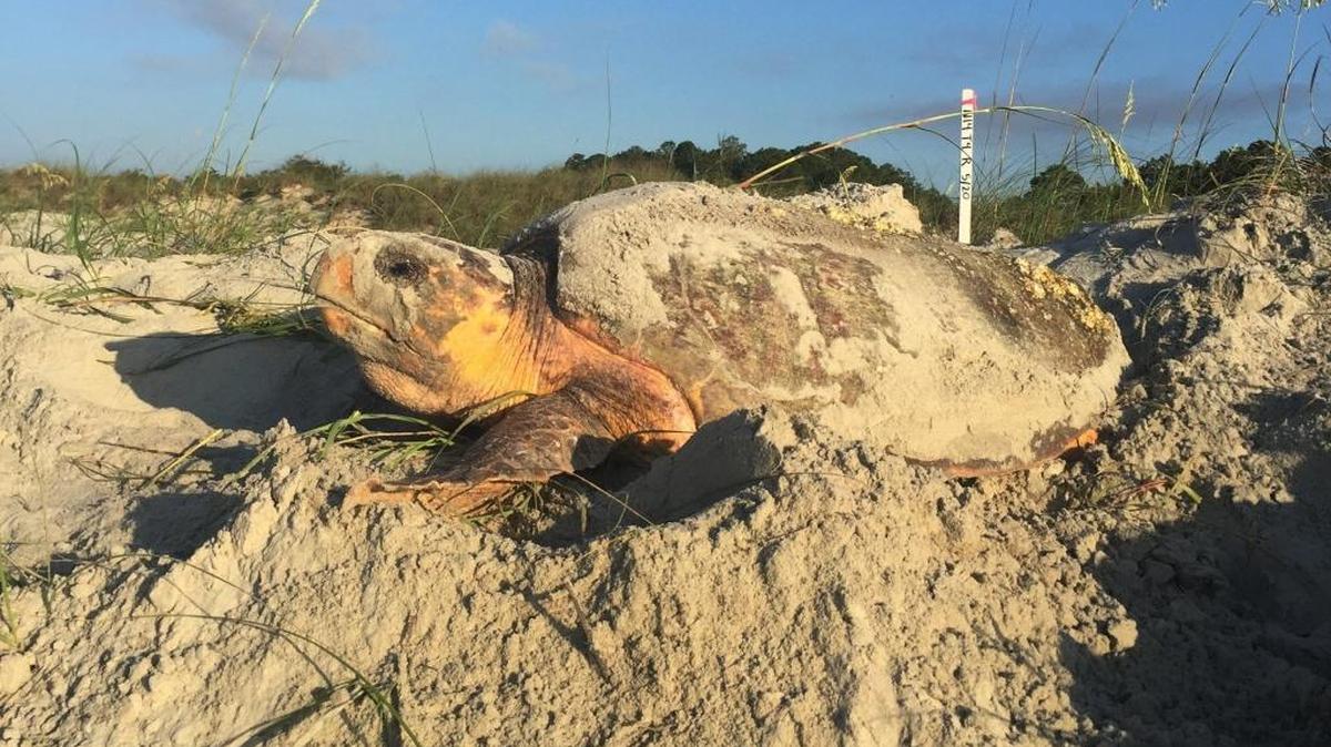 Oak Island, south of Wilmington, has won $8 million in state and federal disaster aid to restore sea turtle habitat damaged by Hurricane Matthew last year.
