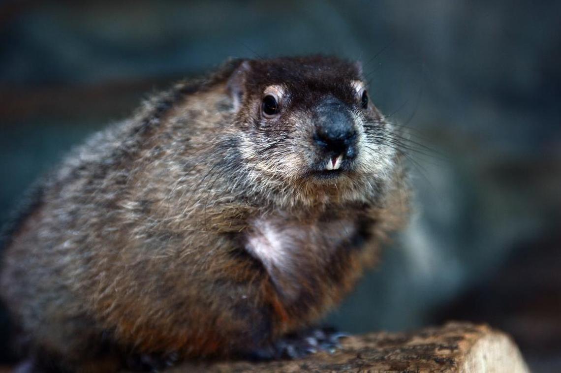 Queen Charlotte acclimates to her new home in 2015 at Discovery Place Nature. The beloved groundhog is retiring after eight years of public life, a museum spokeswoman said on Groundhog Day, Feb. 2, 2022.