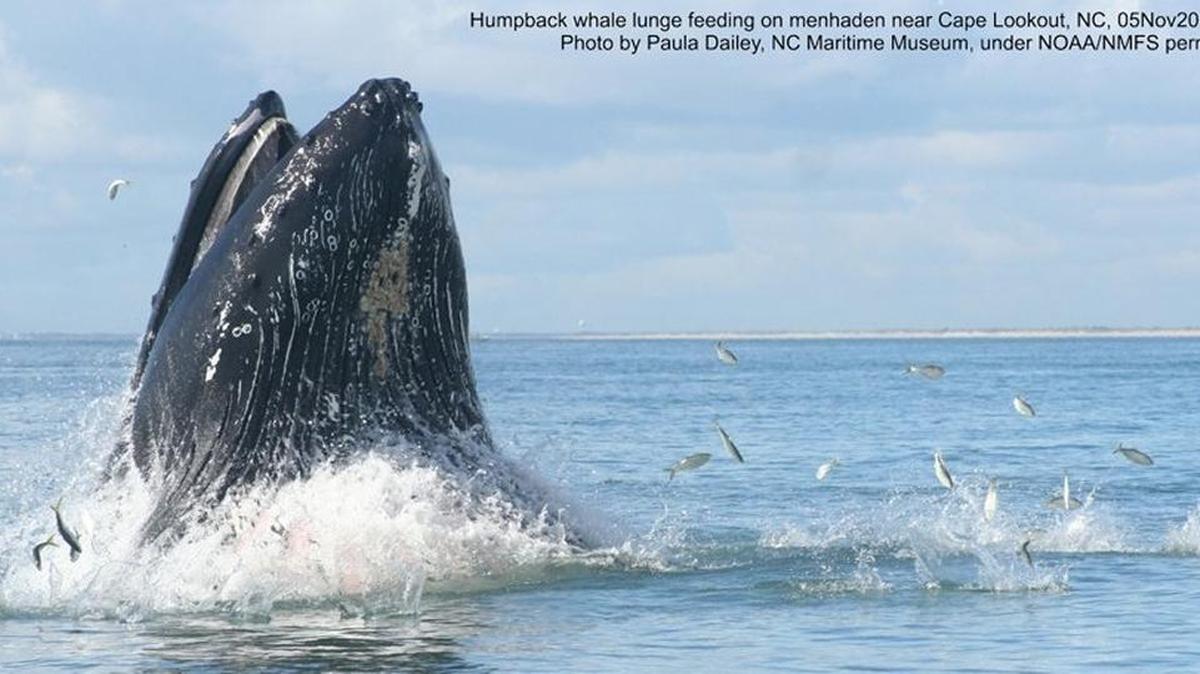 North Carolina’s coastal agency says seismic surveys used for oil and gas exploration could hurt marine life like this humpback whale breaching off the state’s coast.